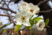 Armut Ağacı Çiçeği Türleri ve Özellikleri