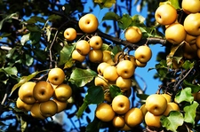 Japon Armudu Türleri ve Özellikleri